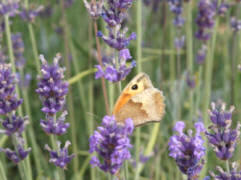Lavenders attract butterflies and bees